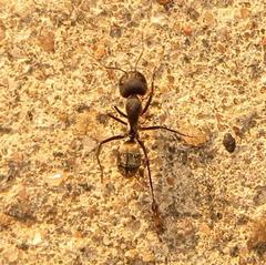 Camponotus cinctellus