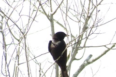 Dicrurus macrocercus