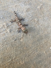Hemidactylus turcicus