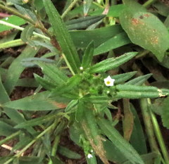 Heliotropium zeylanicum
