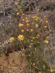Pultenaea rosmarinifolia
