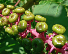 Phytolacca americana