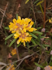 Pultenaea rosmarinifolia