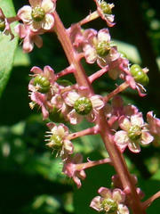 Phytolacca americana