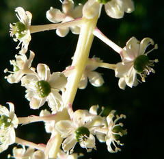 Phytolacca americana