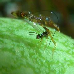 Apocrypta guineensis