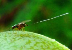 Apocrypta guineensis