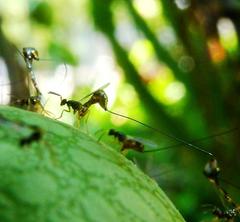 Apocrypta guineensis