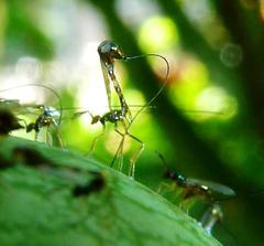 Apocrypta guineensis