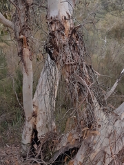 Muellerina eucalyptoides