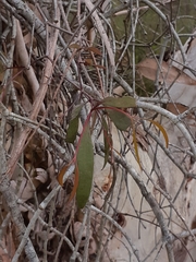 Muellerina eucalyptoides