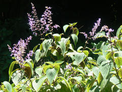 Plectranthus fruticosus