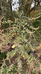 Artemisia vulgaris