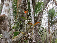 Guarianthe aurantiaca