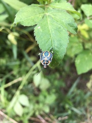 Eocanthecona furcellata