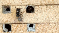 Osmia