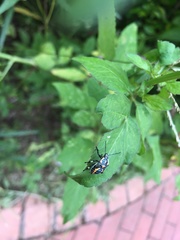 Eocanthecona furcellata