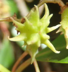 Pterocelastrus rostratus