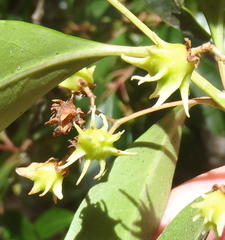 Pterocelastrus rostratus