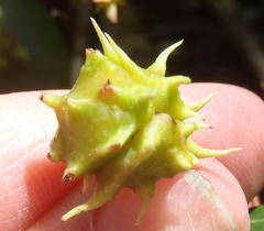 Pterocelastrus rostratus