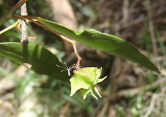 Pterocelastrus rostratus