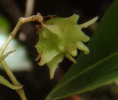 Pterocelastrus rostratus