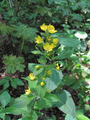 Lysimachia verticillaris