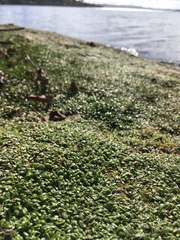 Glossostigma elatinoides