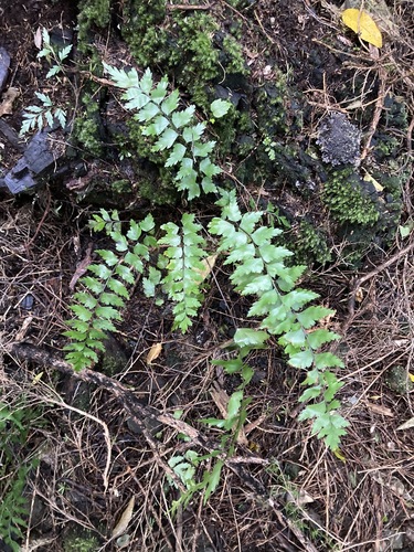 Asplenium polyodon iNat (1)
