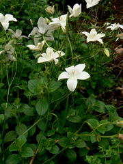 Wahlenbergia rivularis