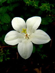 Wahlenbergia rivularis