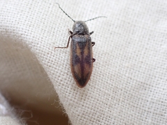Liotrichus umbripennis