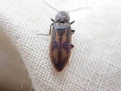 Liotrichus umbripennis