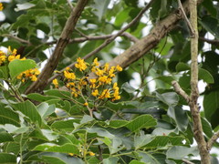 Pterocarpus indicus