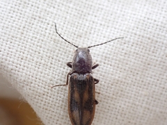 Liotrichus umbripennis