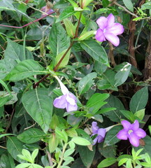 Barleria involucrata