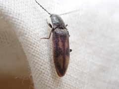 Liotrichus umbripennis