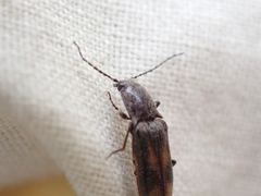 Liotrichus umbripennis