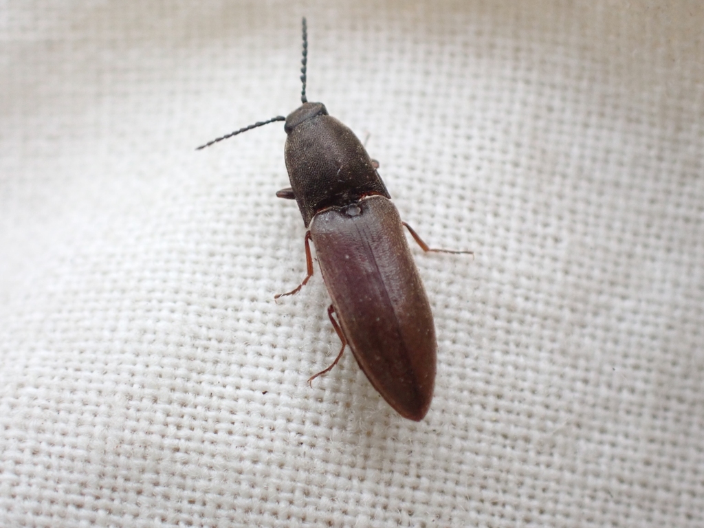 Strange Click Beetle