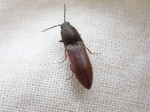 Strange Click Beetle