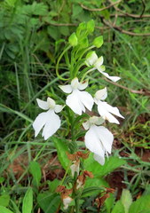 Habenaria plantaginea