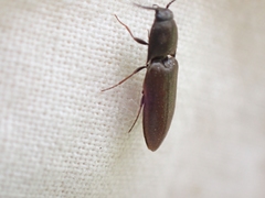 Sericus incongruus