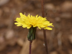 Crepis suffreniana