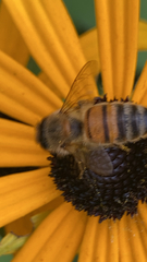 Apis mellifera