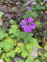 Geranium nodosum