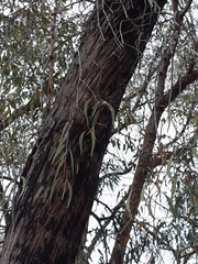 Muellerina eucalyptoides
