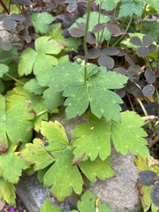 Geranium nodosum