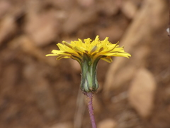Crepis suffreniana