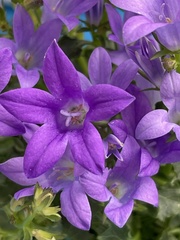 Campanula poscharskyana