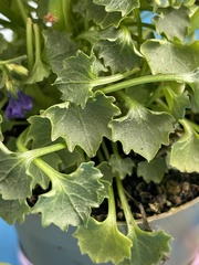 Campanula poscharskyana